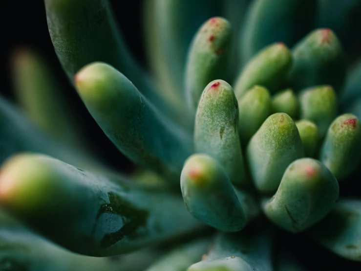 a close up s of the top of an unplugged plant