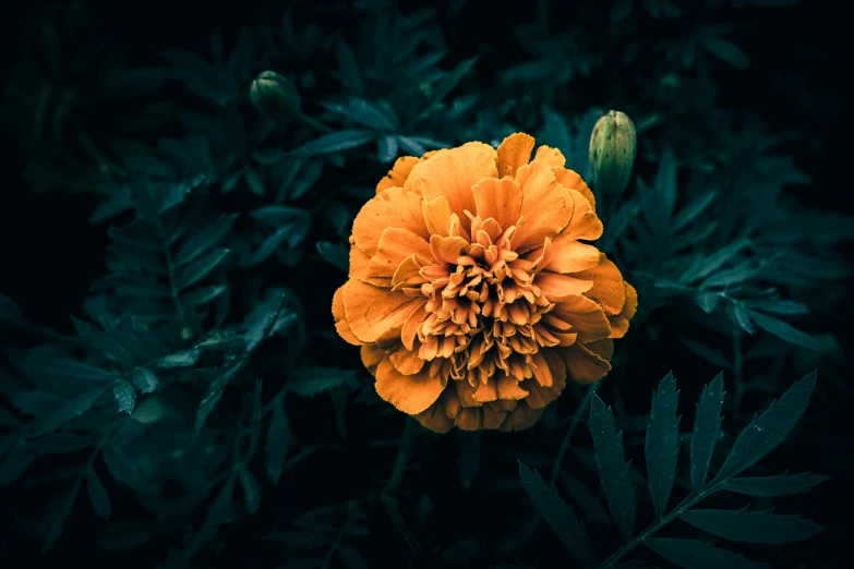 a flower is blooming next to green leaves