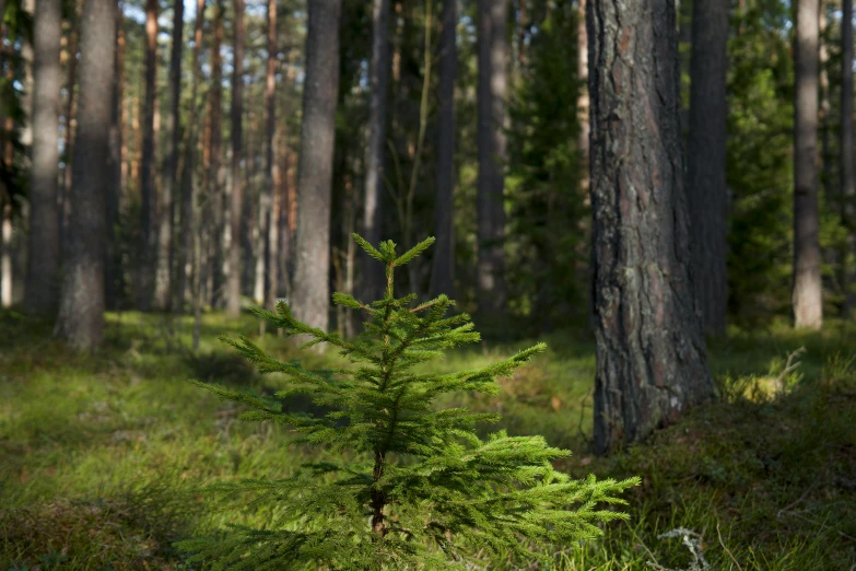 small pine tree in the middle of the forest