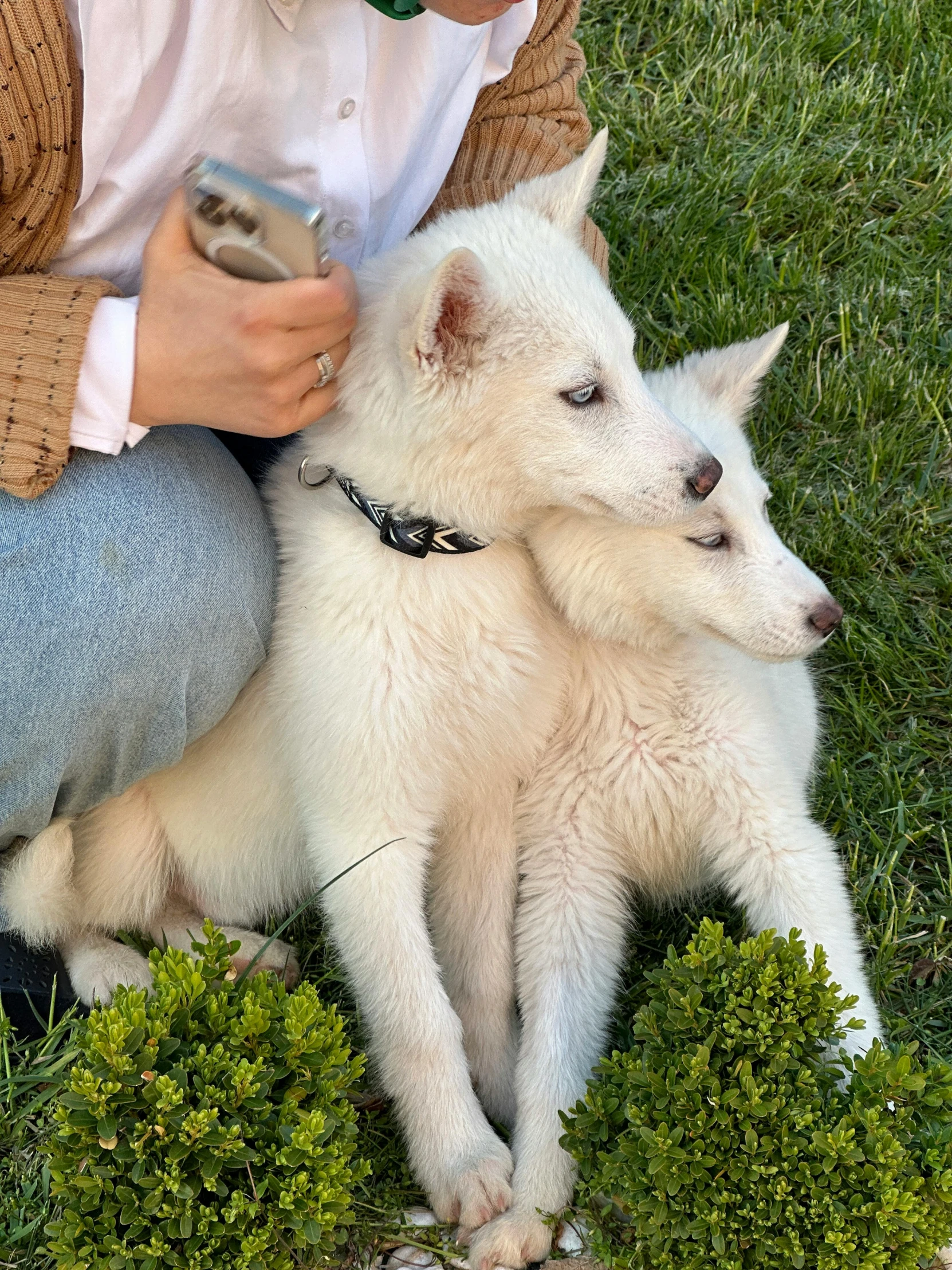 the man is playing with two white dogs