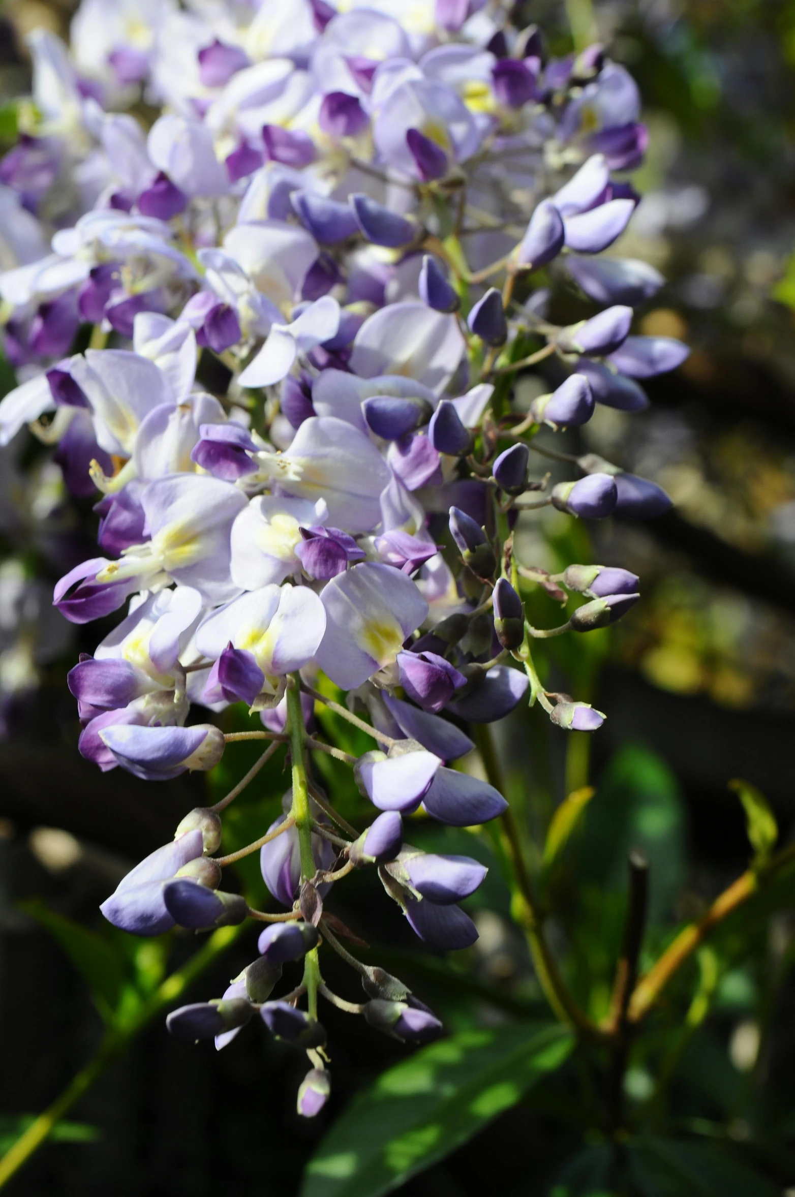 flowers of a purple and white color are growing outside