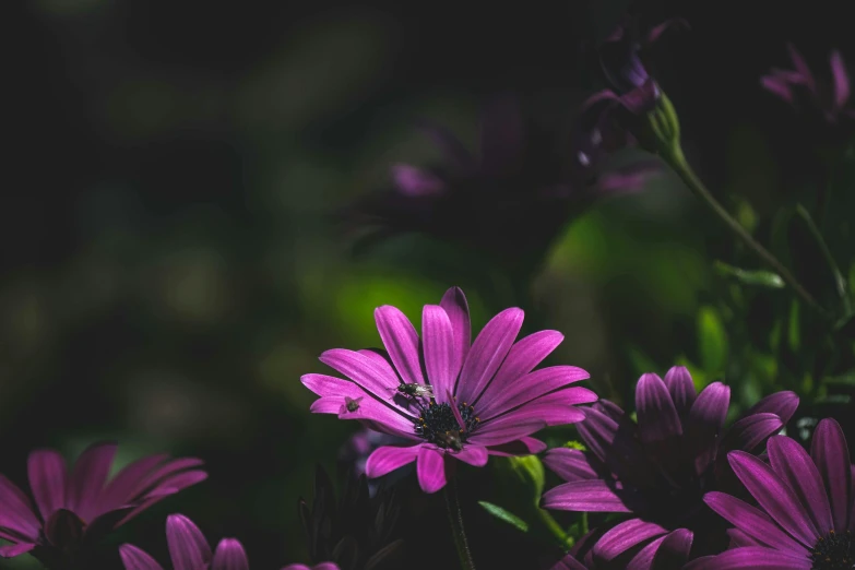 a close up of several purple flowers on the stem