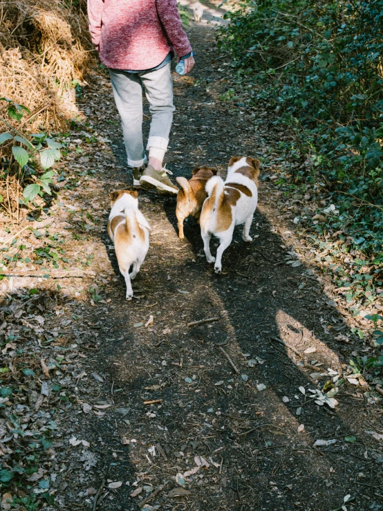 a small group of dogs and people on a trail