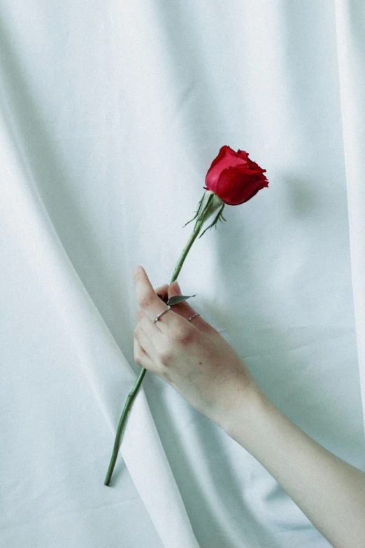 a red flower being held up by someone's hand