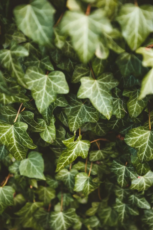 a small cluster of green leaves in an outdoor setting