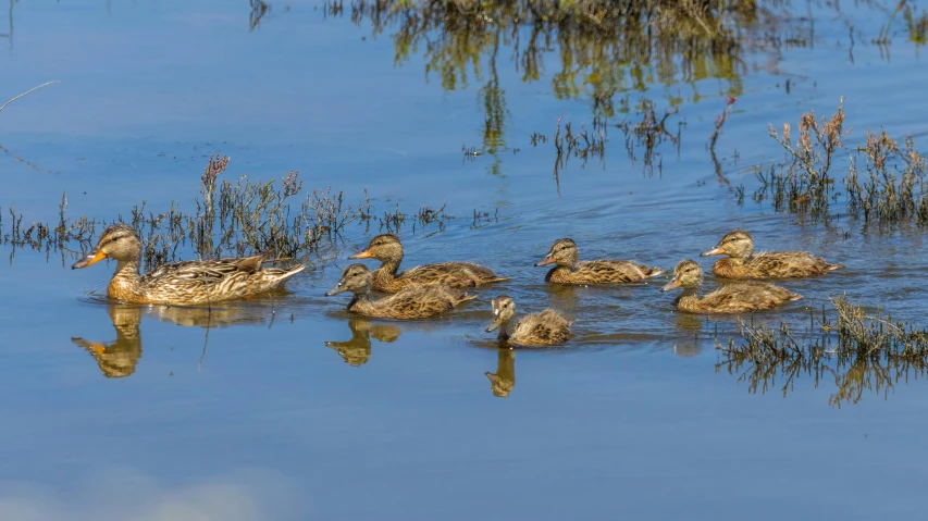 there are many ducks that are swimming together