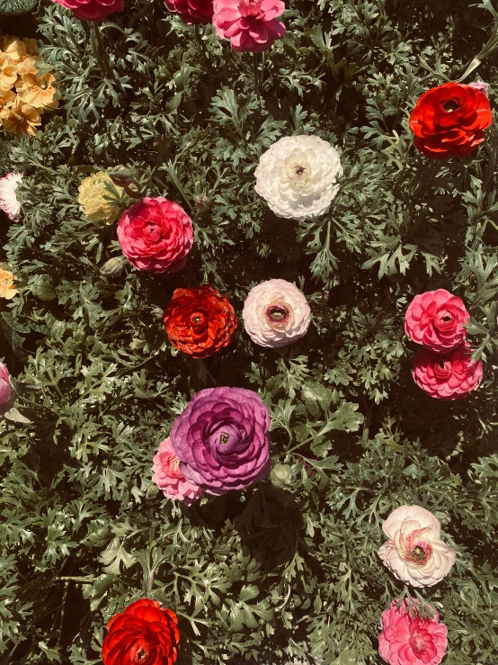 an overhead view of several colorful flowers in a garden