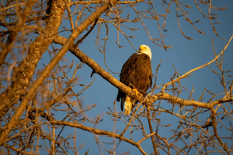 an eagle perched on a nch in the forest