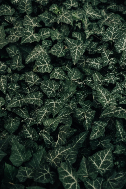 a large pile of green leafy plants in a room