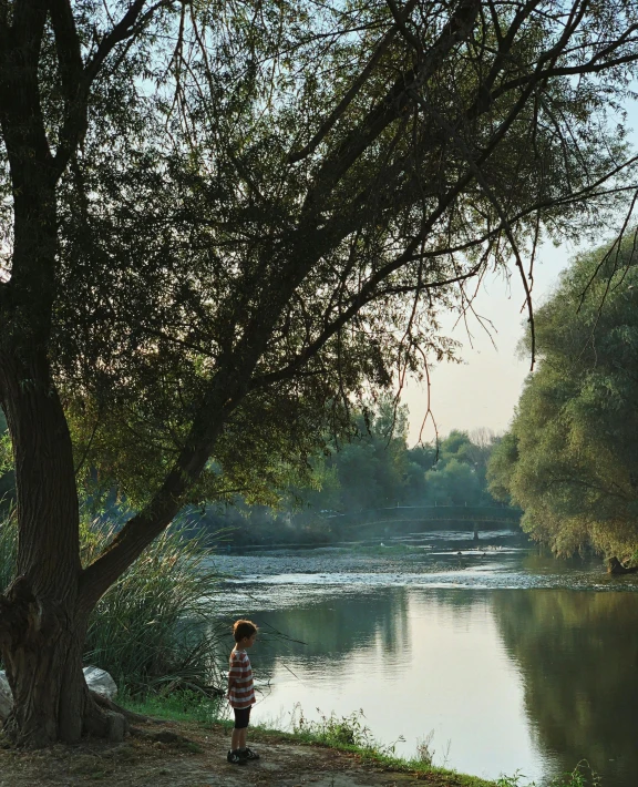 a person standing under a tree by the water