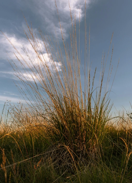 a tall plant with many small spiky seeds