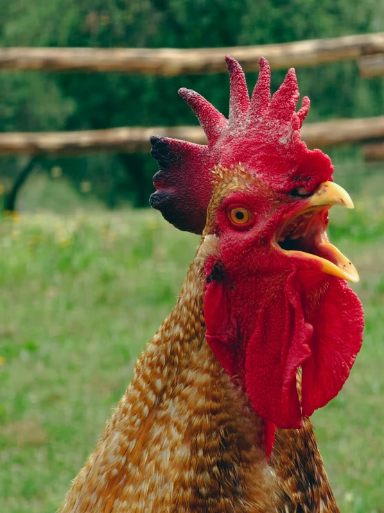 a red and brown rooster is standing on grass