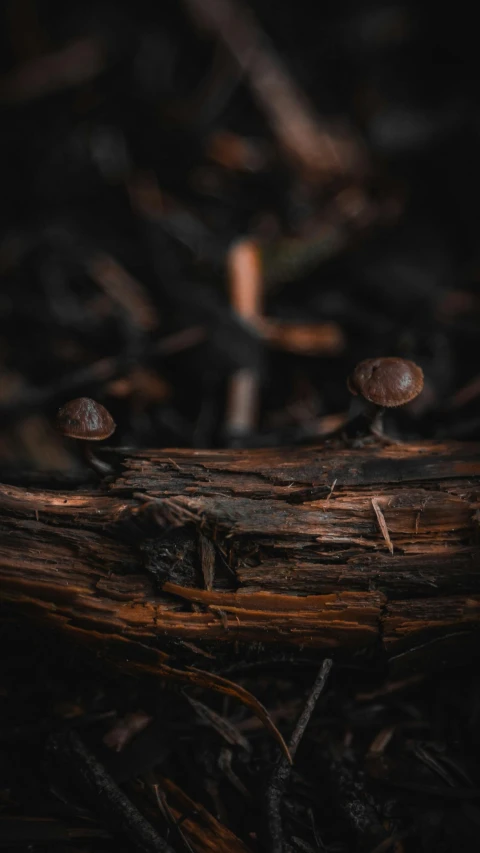 some little mushrooms that are growing out of the tree stump