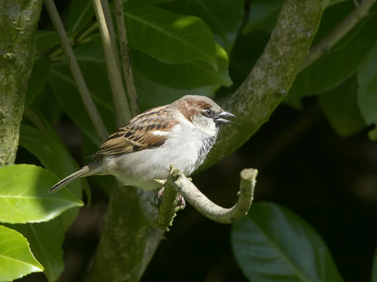 a brown and white bird sitting on a nch