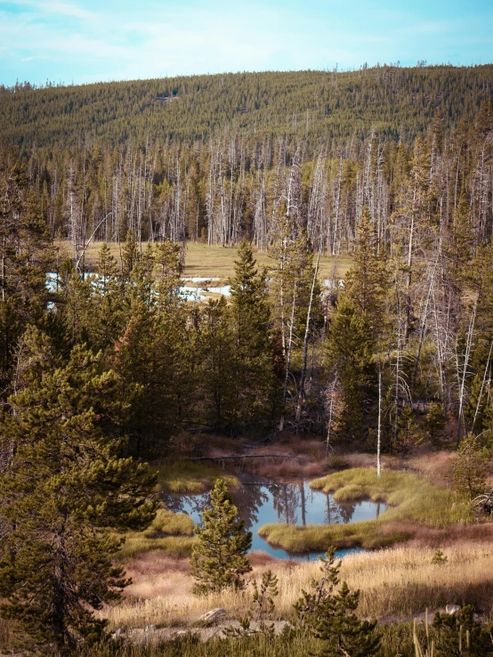 a pond sits in the middle of the woods