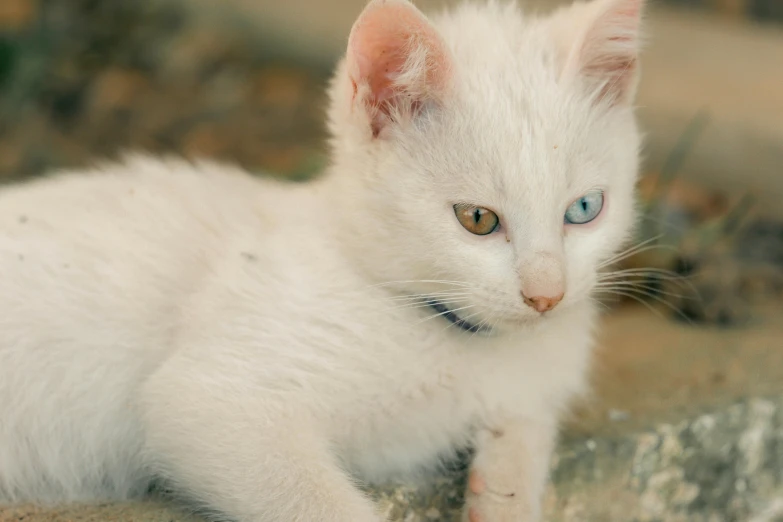 an adorable little white kitten sitting on the ground