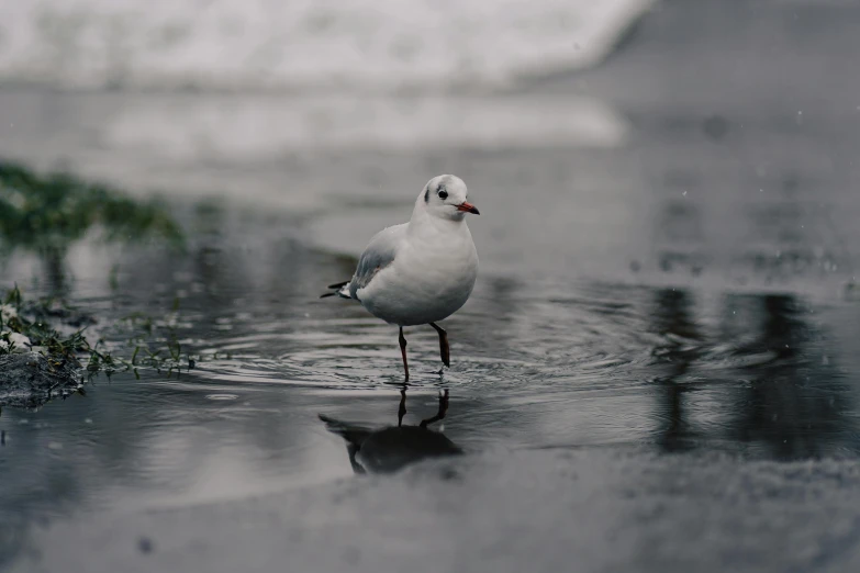 a bird standing in the water with its reflection