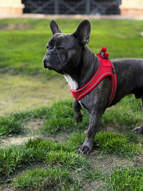 black dog standing on grass with red harness on