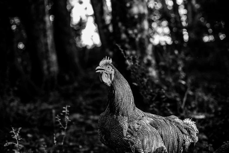 a chicken standing on a path near some trees