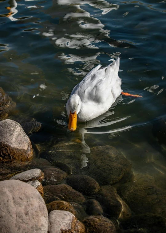 a white duck with an orange beak swimming on top of water