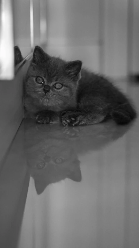 a cat laying on a counter top next to a mirror