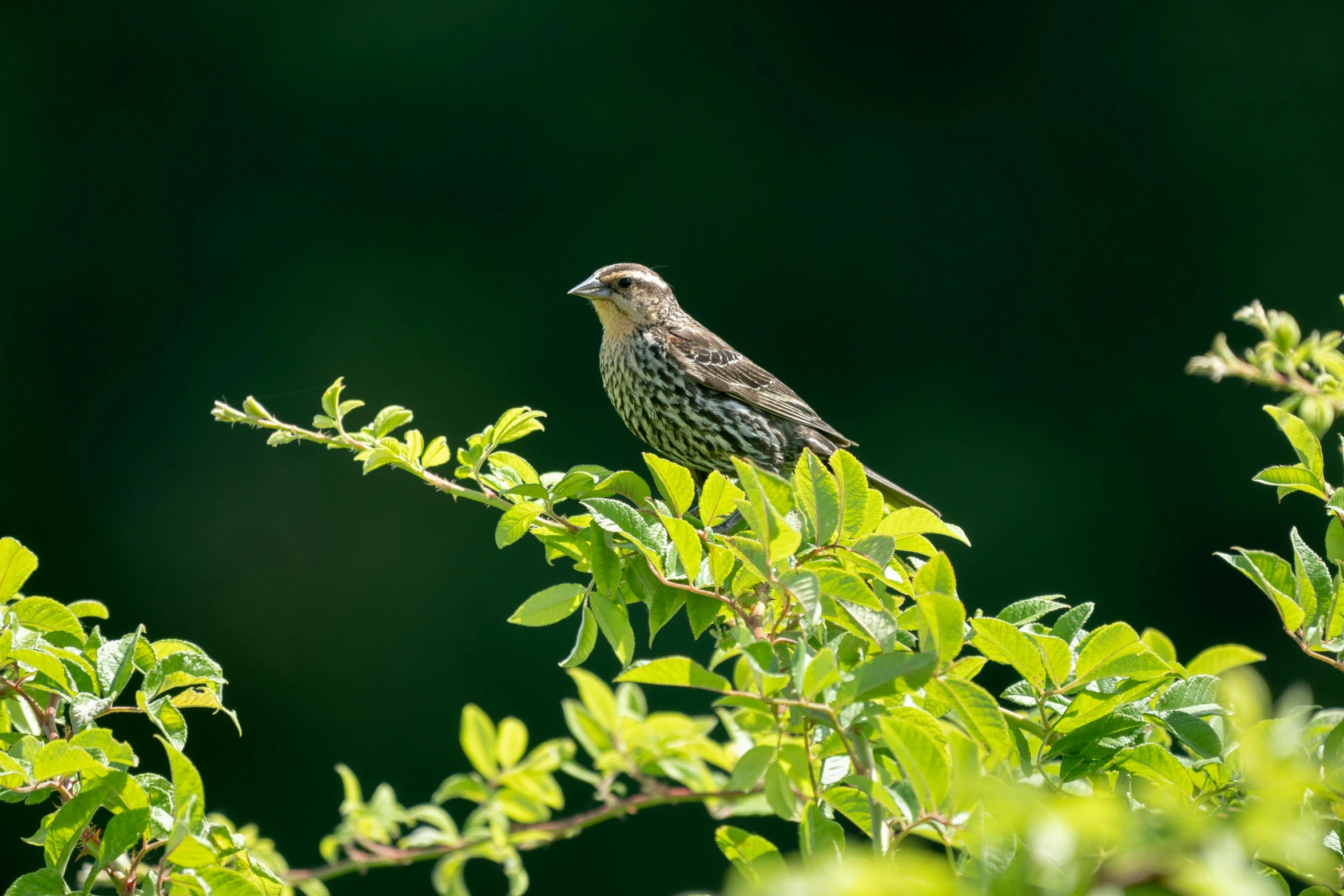 a bird perched in the top nches of a tree