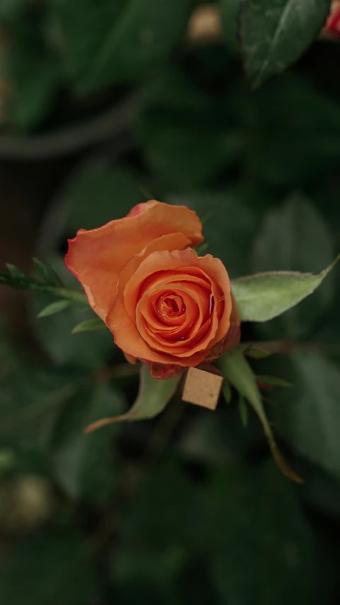 a single flower is on the nch of a bush