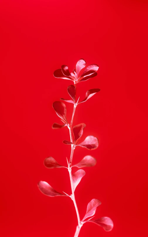 this is a stem of a plant in front of a red background