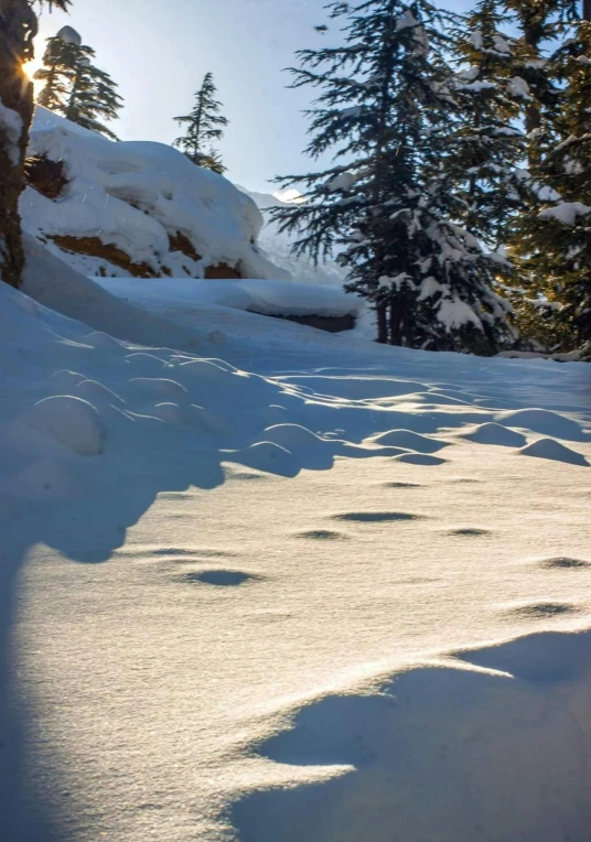 snow - covered, trail next to evergreen trees in a sunny landscape