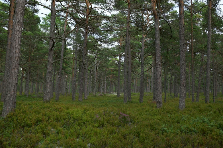 the ground is covered with tall pine trees