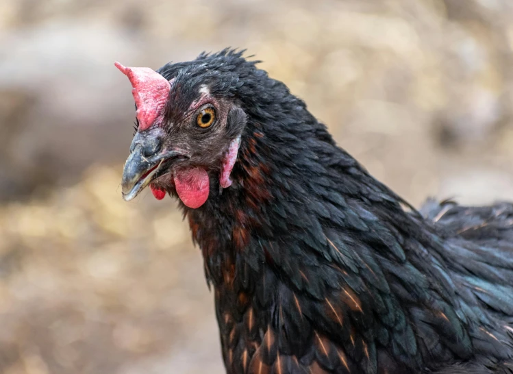 a black and red rooster is standing near some dead grass