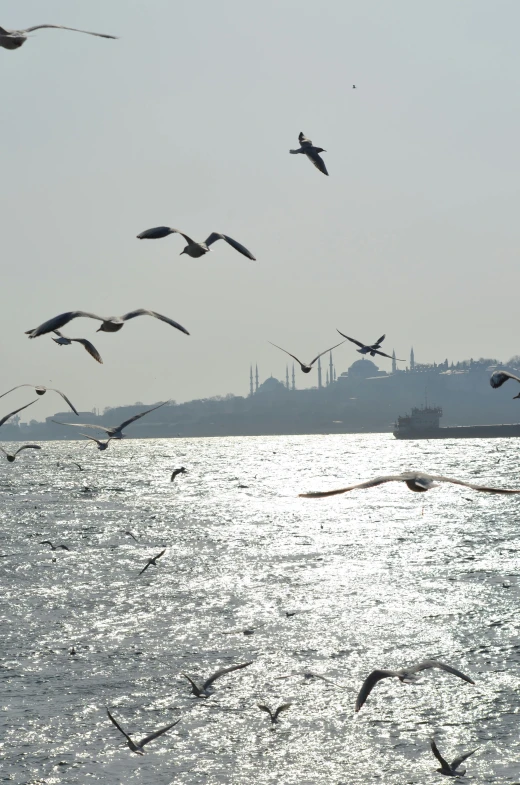 a flock of birds flying over the water