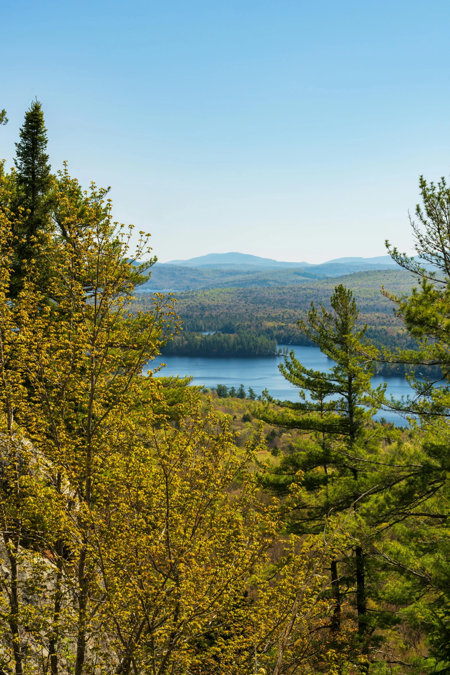 there is trees with a lake behind it