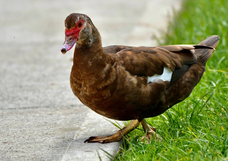 there is a bird that is walking on the side walk