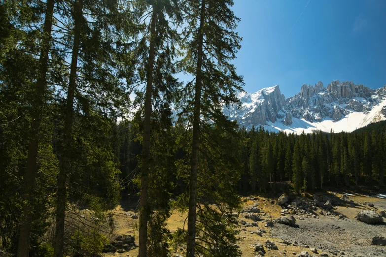 a mountain that has trees in it