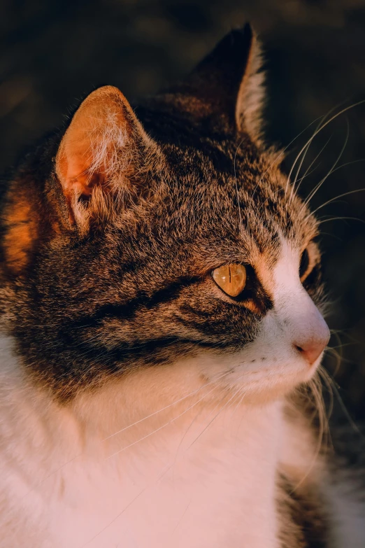 a white and brown cat has the light on