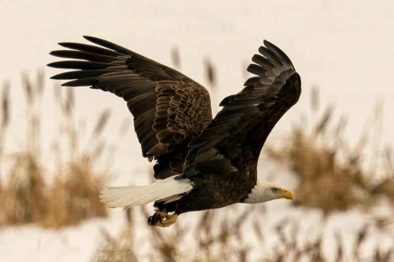 an eagle in flight and landing on the ground