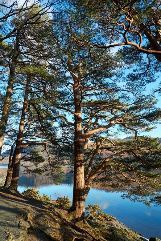 there are several trees standing at the edge of a hill