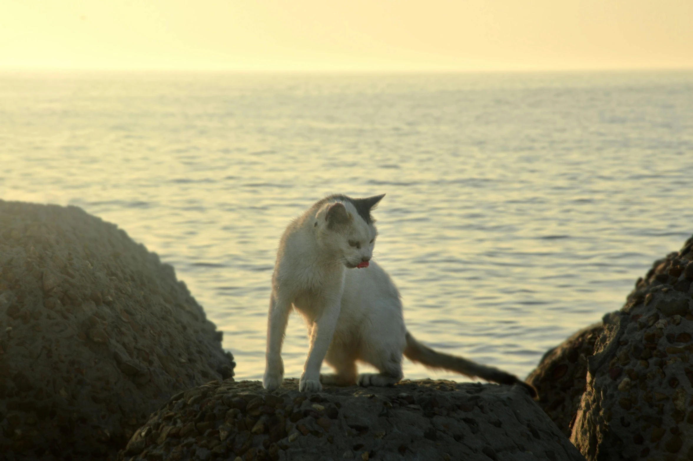 a white cat sitting on some rocks by the water