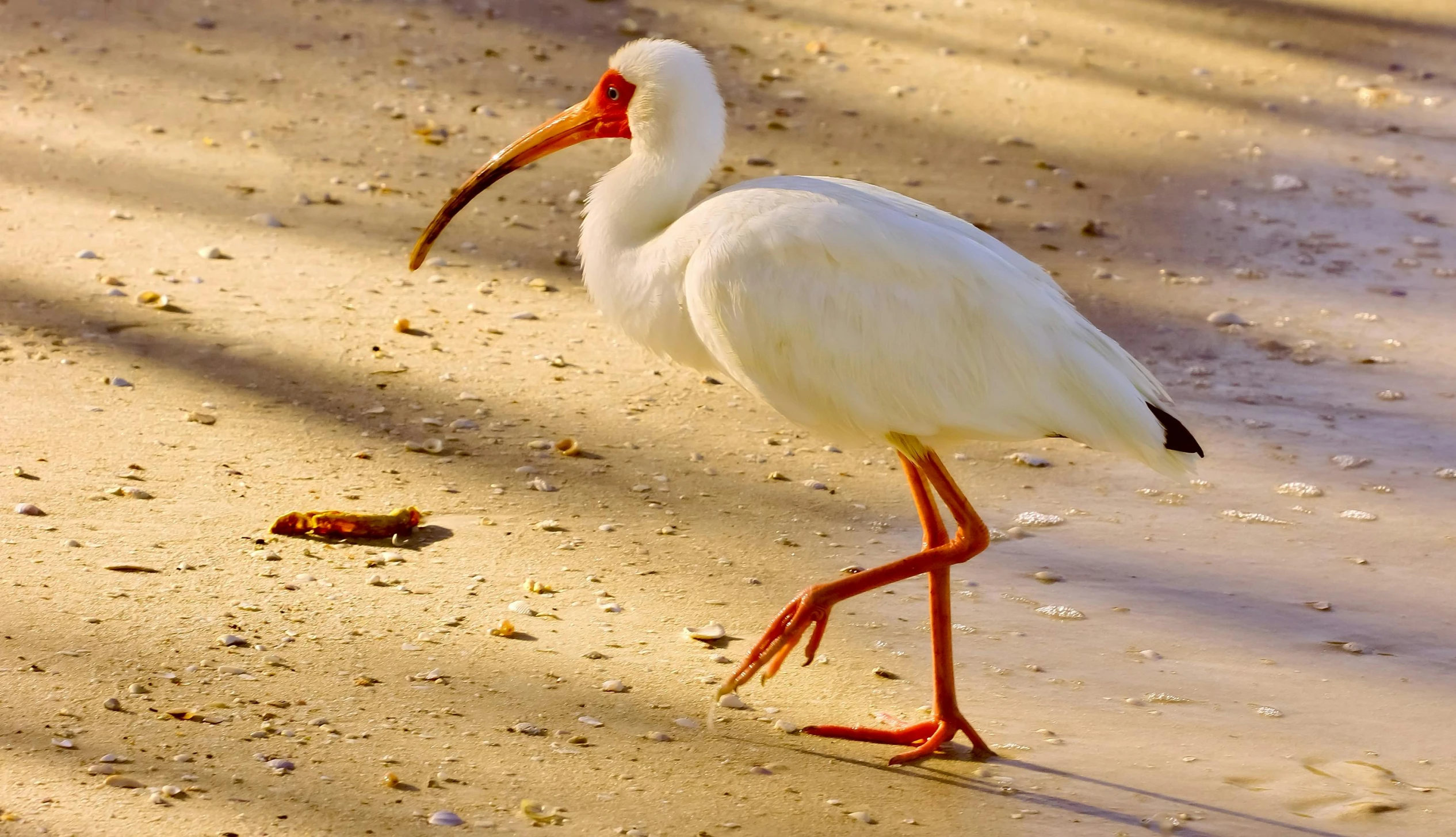 a bird with long legs and long beak walking on the beach