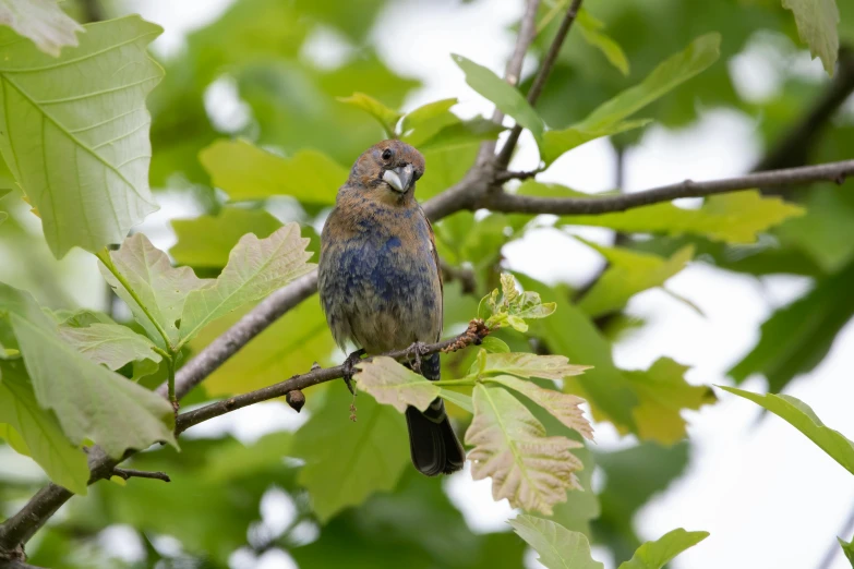 the little bird sits on the nch of the tree