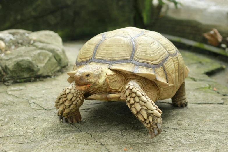 a small turtle is on concrete with leaves around