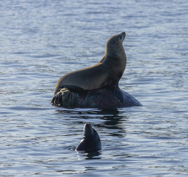 seal sits on top of a rock in the water