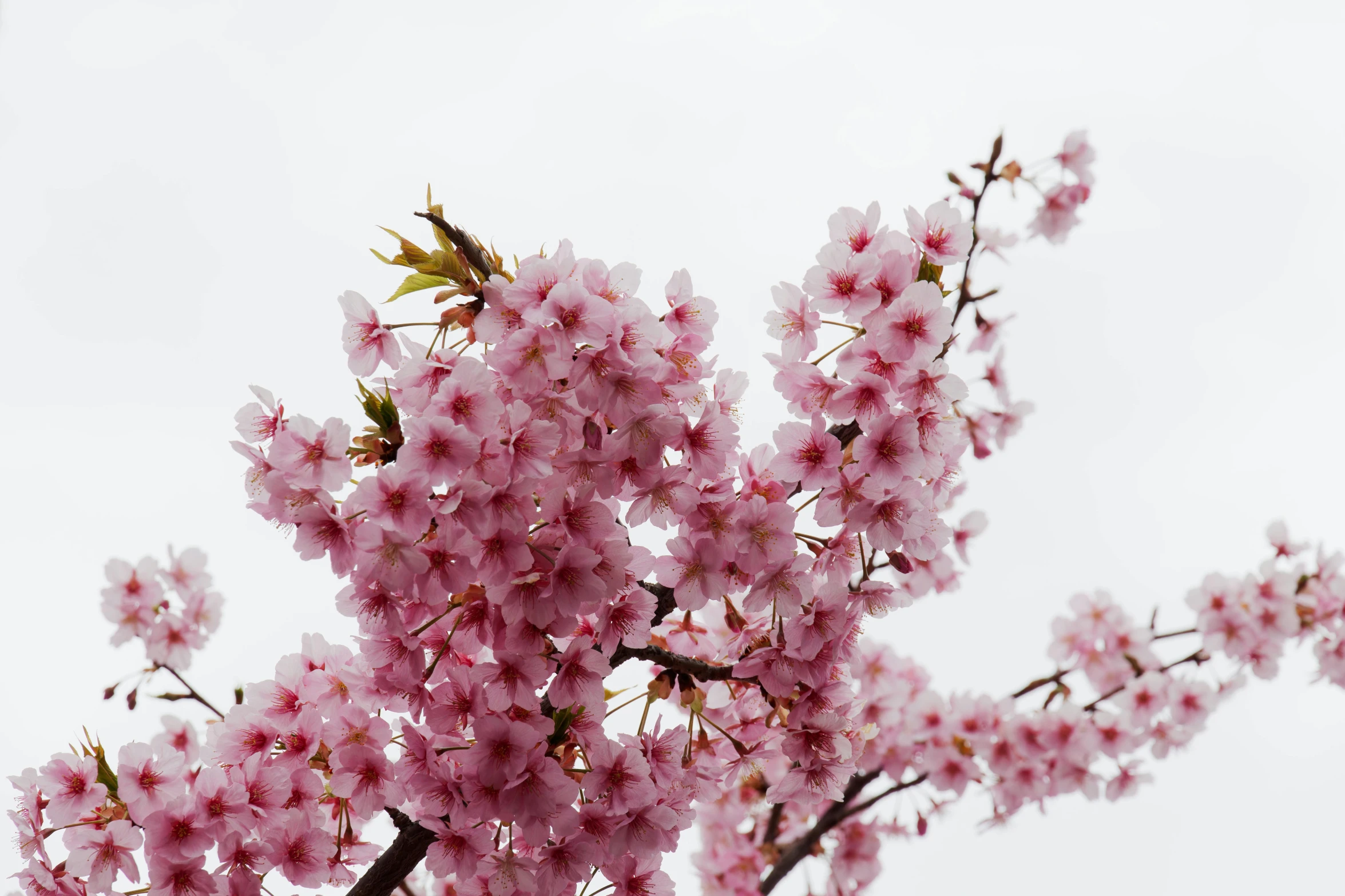 some pink flowers on top of the nches of a tree