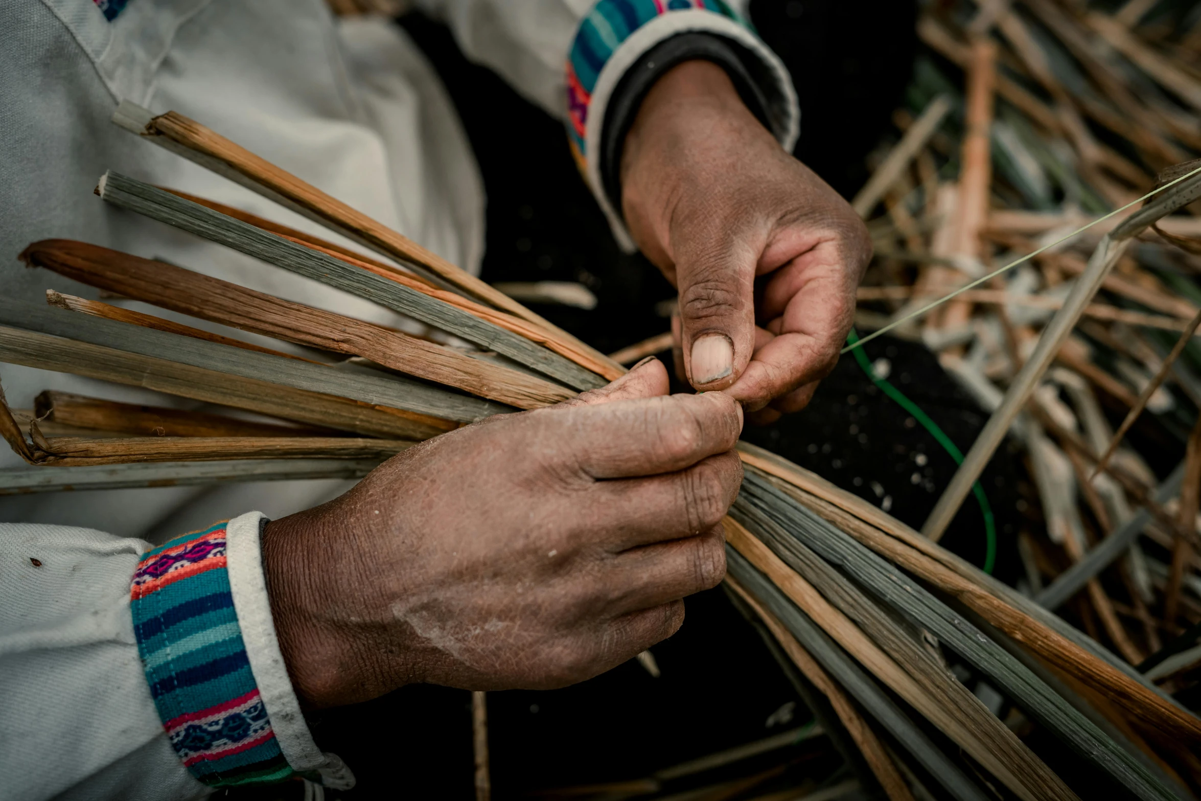 person in white shirt holding many bamboo stalks