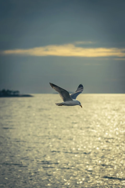 a bird flies over the water by a shore