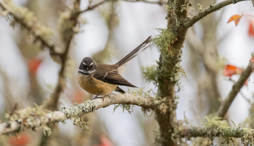 a small bird sits on a tree limb