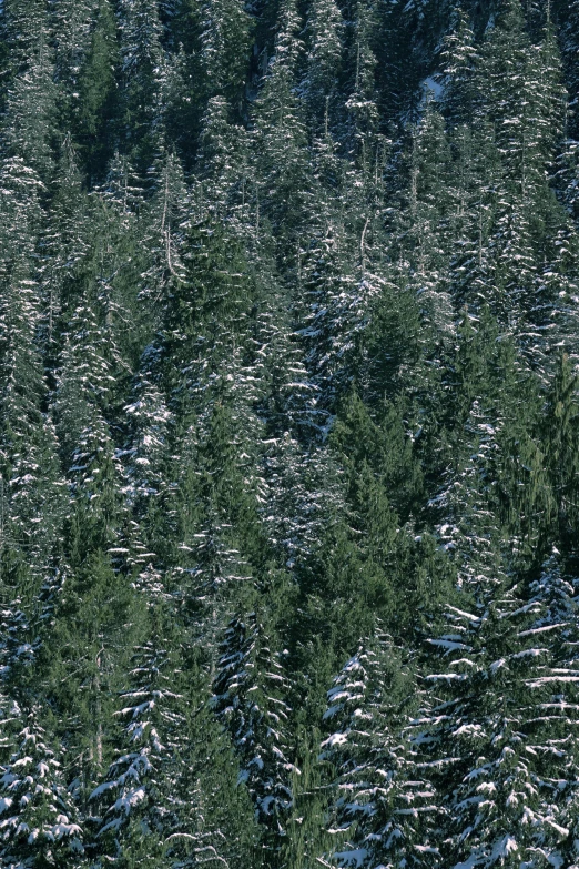 the area with very sp trees is covered in snow