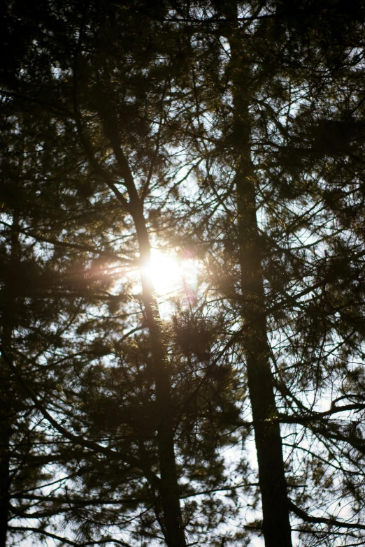 the sun peeking through some trees with no leaves