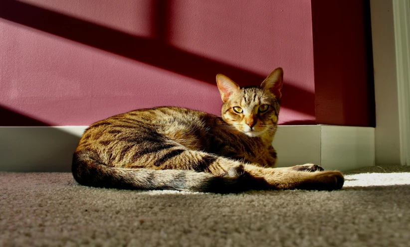 a cat sitting in the middle of the floor